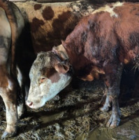 Odebrání devíti týraných kusů skotu z chovu na Semilsku